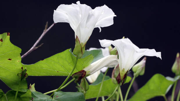 Россиян предупредили об уголовной ответственности за выращивание вьюнка