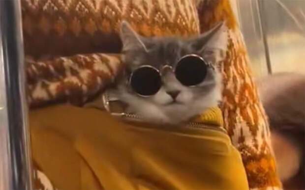 Будни метро Нью-Йорка: люди перевозят диваны, устраивают ужины и стригут собак на лавках