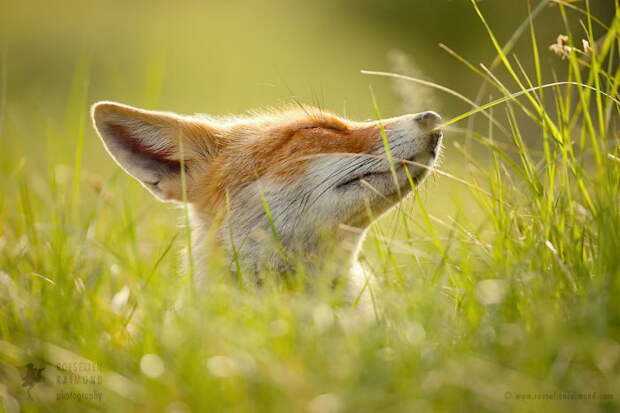 Дикие лисы в фотографиях Roeselien Raimond