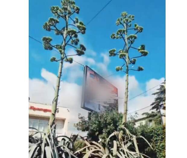 Уникальное явление: в Сочи на городской клумбе зацвели сразу две агавы