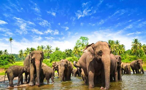 Эти достопримечательности Шри-Ланки обязательно стоит посетить