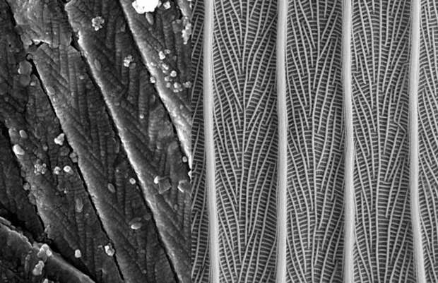 microscopic structural detail of moth wing