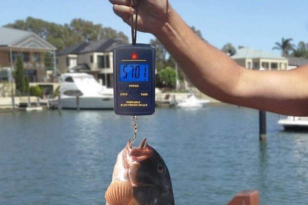 How to Weigh a Fish with a Digital Scale How to Weigh a Fish with a Digital Scale