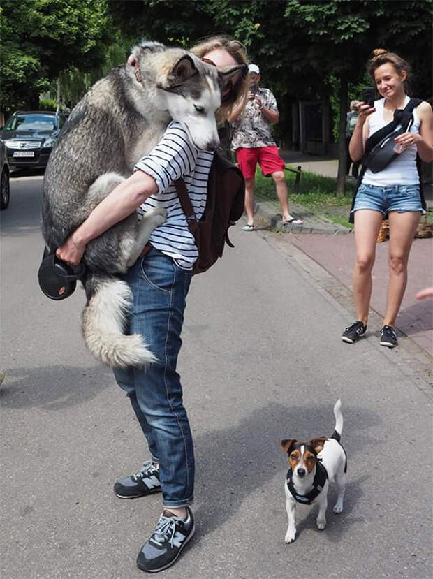 Хочу на ручки, боюсь собак! животные, забавно, собаки, страхи, фобии