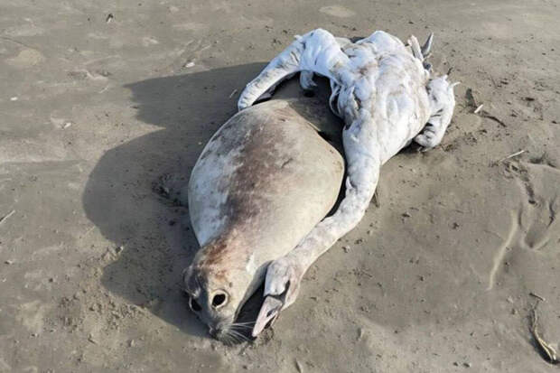 Mash: около 70% пляжей Дагестана закрыты из-за загрязнения Каспийского моря