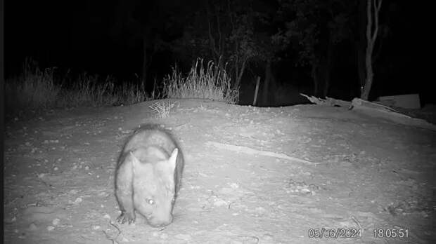 Фотоловушка засекла редчайшего вомбата. Экологи в восторге