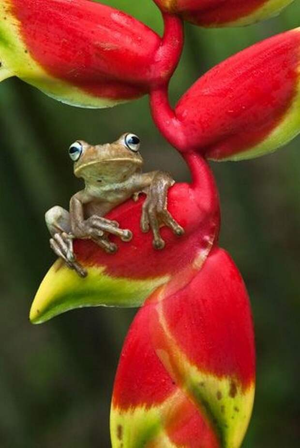Гламурный гламур животные, юмор