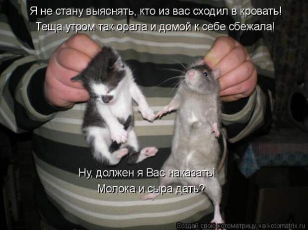 Новая отличная котоматрица (38 фото)