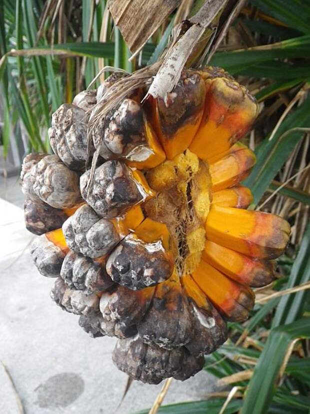 Фрукт Пандан (Pandanus)