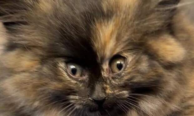 Редкий случай: ветеринары показали фото котенка, которого раздуло как воздушный шарик