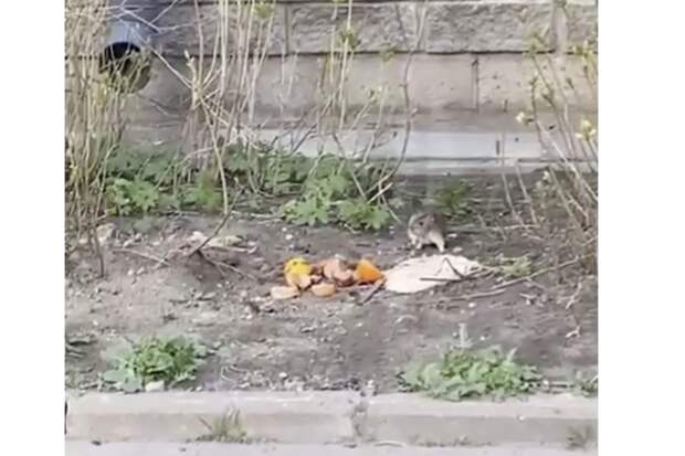 Власти Петербурга травят кошек и собак вместо борьбы с нашествием крыс