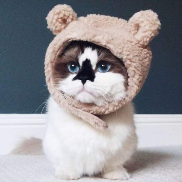 Кот по кличке Альберт - еще одна звезда соцсетей (10 фото) Кот по кличке Альберт - еще одна звезда соцсетей (10 фото)