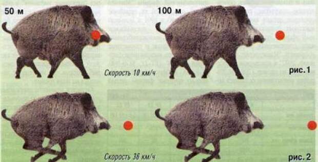 Как целиться в кабана