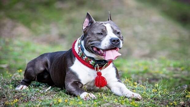 Бойцовская собака откусила щеку двухлетнему мальчику