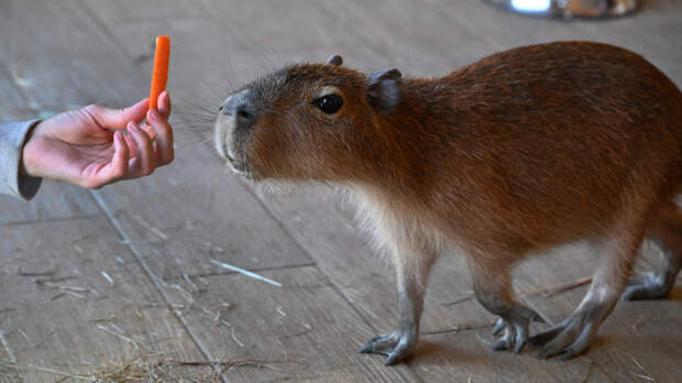 В России зафиксировали дефицит капибар