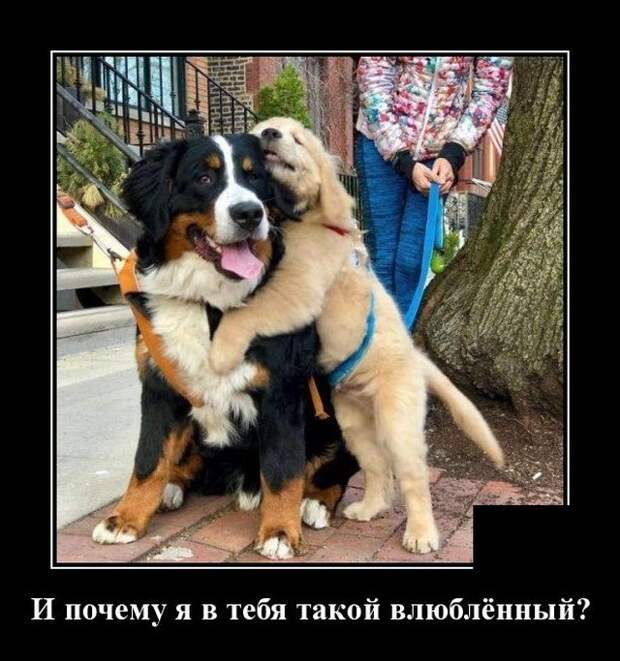 Демотиватор про собак