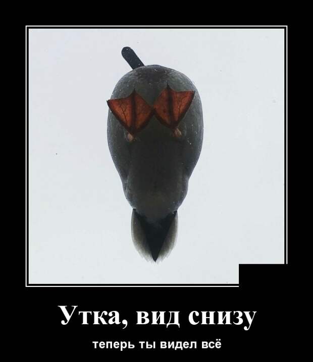 Демотиваторы