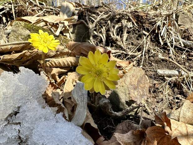 Первые весенние цветы распустились в Ботаническом саду во Владивостоке
