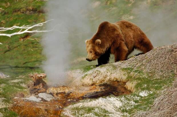 Аэрофотосъемки бурых медведей в Южно-Камчатском федеральном заповеднике продолжаются