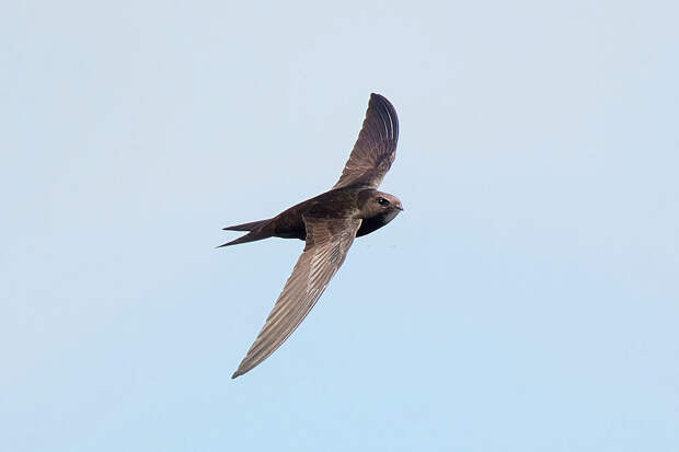 Чёрный стриж — рекордсмен полёта: 10 интересных фактов о небольшой птице, похожей на ласточку