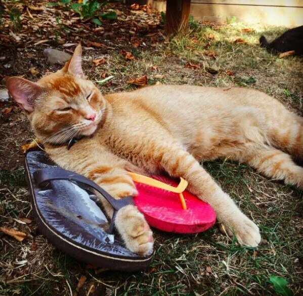 Смешные коты, которые поднимают настроение #152