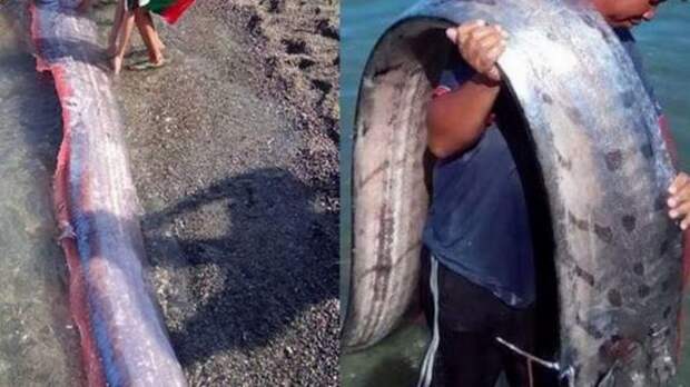 Огромные морские существа пугают жителей Филиппин