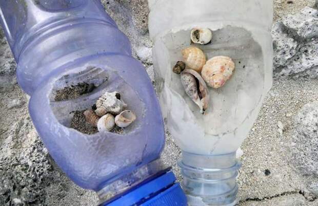 Полмиллиона крабов-отшельников погибают, пытаясь построить свои дома в пластиковом мусоре