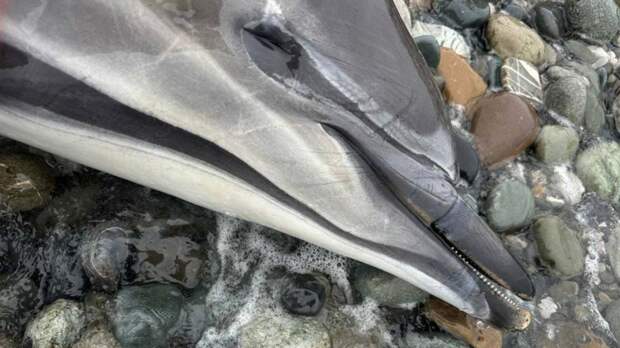 На побережье Краснодарского края за 10 последних дней обнаружили 82 мертвых дельфина