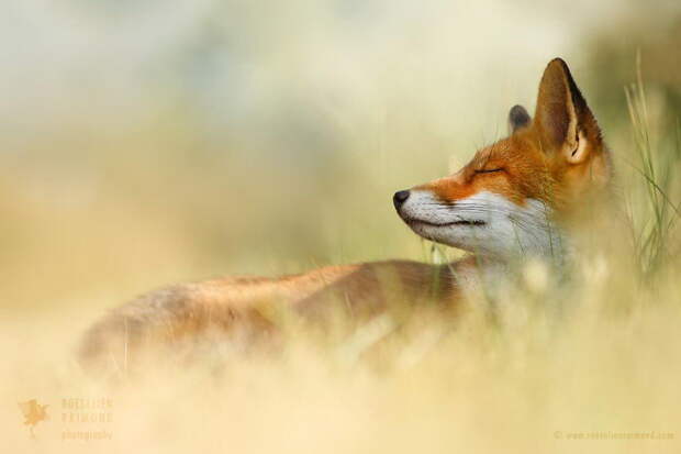 Дикие лисы в фотографиях Roeselien Raimond