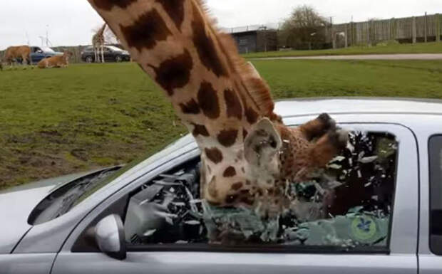 Проголодавшийся жираф разбил окно в автомобиле с туристами