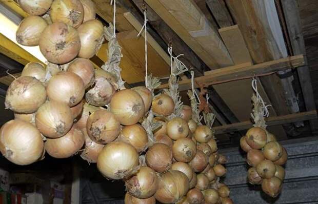 Лайфхак с луком, пожалуй, больше других прижился в нашей стране. Лайфхак с луком, пожалуй, больше других прижился в нашей стране.