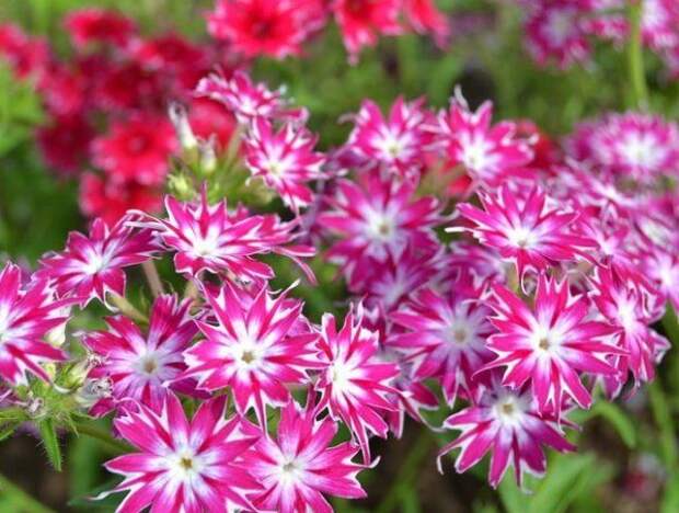 Некрупные цветки флокса Друммонда похожи на маленькие яркие звездочки