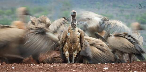 Лучшие фотографии птиц с конкурса Bird Photographer of the Year 2018 16