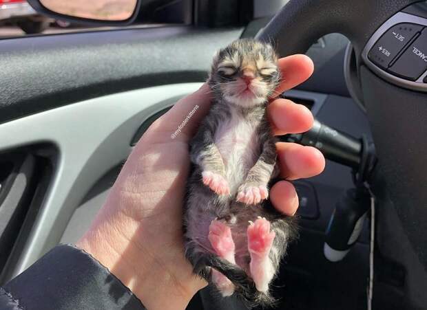 Без кота и жизнь не та