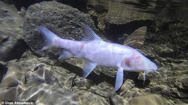 В Индии нашли крупнейшую пещерную рыбу на планете