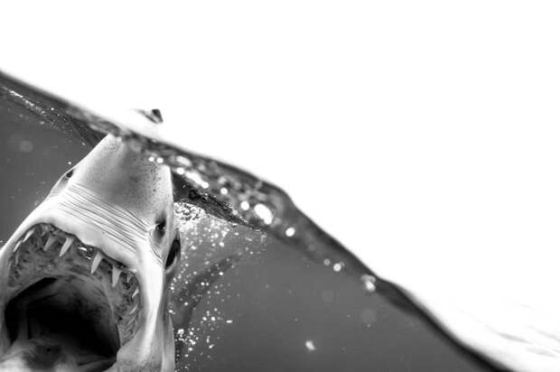 Улыбка смерти: как бесстрашный дайвер контактирует с акулами