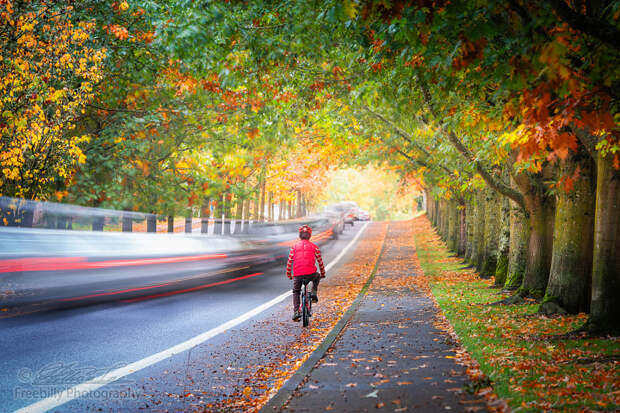 Man riding bicycle on street surrounded by autumn foliage while by William Freebilly photography ✅ on 500px.com