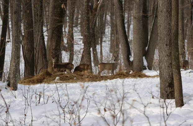 Масштабная поддержка животных в сложный сезон: сотни тонн корма были распределены в 2025 году