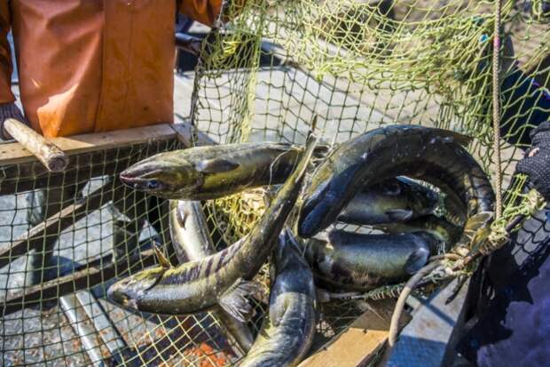 Рыбообработчиков избивали, чтобы те работали быстрее: судебное дело в Приморье