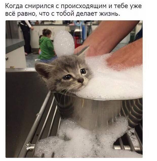 Свежие фото приколы и веселые картинки для позитива (11 фото) Свежие фото приколы и веселые картинки для позитива (11 фото)