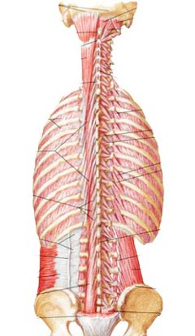 Глубокие мышцы спины