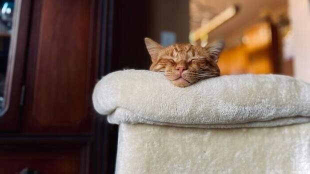 Внезапные котейки, которые неожиданно заявились к людям