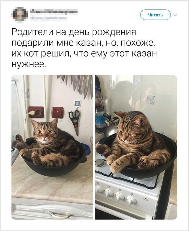 17 доказательств того, что интеллект животных гораздо выше, чем мы привыкли думать