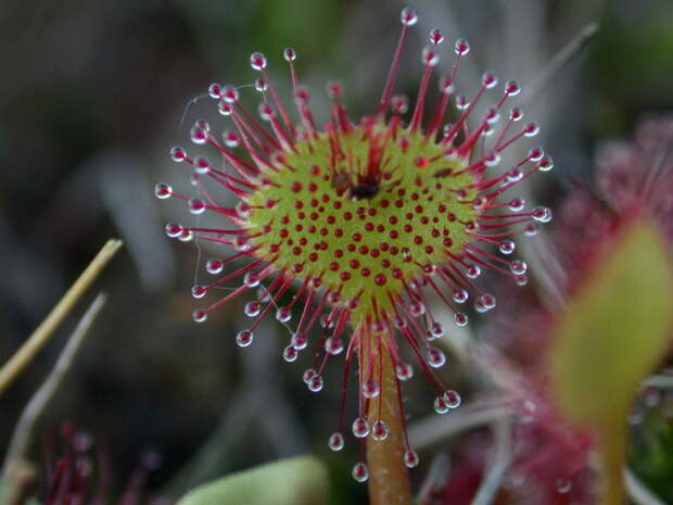 10 самых необычных растений, которые способны удивить своим видом и свойствами