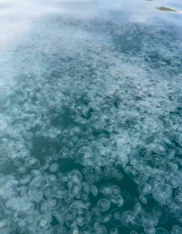 В Анапе фауна захватывает море: нашествие медуз