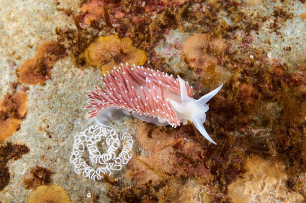 Главный герой обсуждаемой статьи — голожаберный моллюск Coryphella trophina