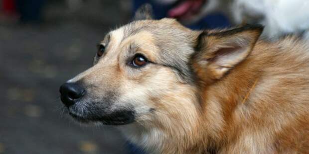 На Новопетровской самостоятельный пес не первый раз сбивает с толку прохожих