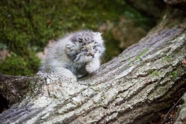 14. Еще немного милоты дикие кошки, животные, кошки, манул, манулы, редкие животные, фото, хищник