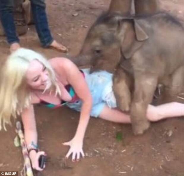 7. Слоненок проявил всю свою игривость по отношению к полюбившейся ему туристке - так, что даже повалил ее на землю животные, неожиданности, человек и животное