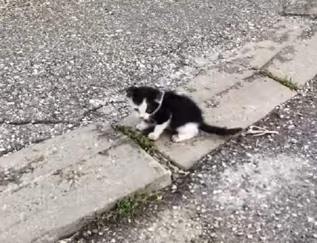 Котенок сидит Черно-белый котенок